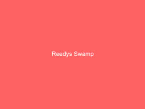Reedys Swamp
